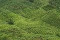 Cameron Highlands